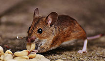 24 Hour & Emergency Exterminators in Snoqualmie Pass, WA